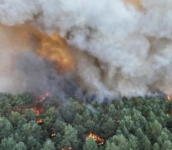 Wildfire damage in the Fontainebleau forest